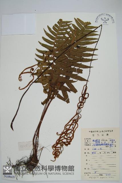 華東瘤足蕨藏品圖，第1張