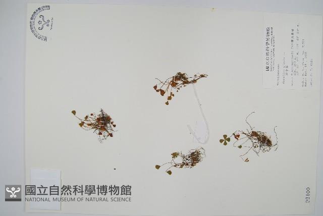 田字草藏品圖，第1張