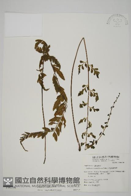 裂葉鐵角蕨藏品圖，第1張