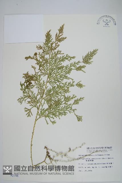 密葉卷柏藏品圖，第1張