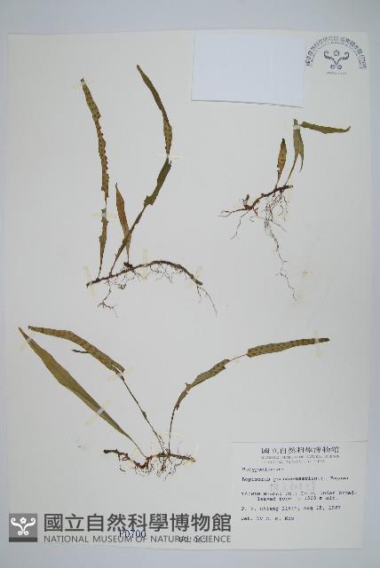 擬烏蘇里瓦葦藏品圖，第1張