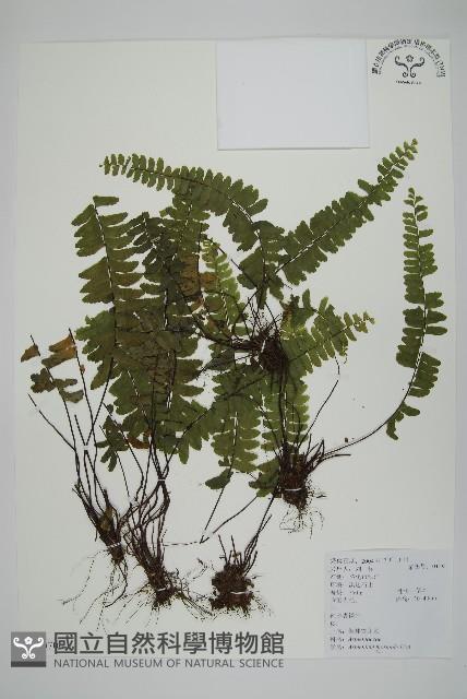 生芽鐵角蕨藏品圖，第1張