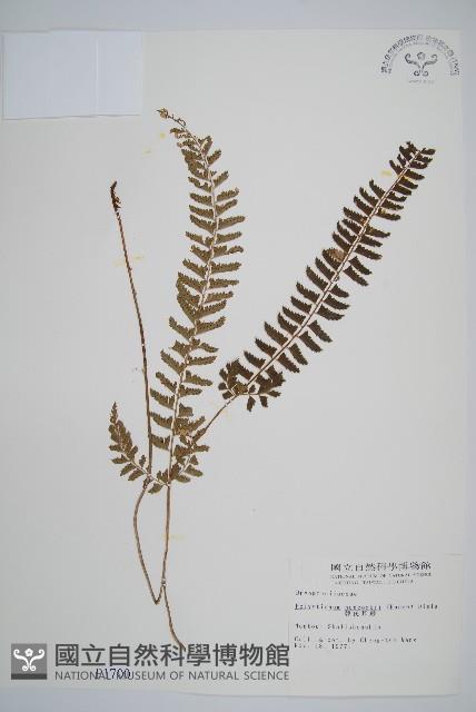 韓氏耳蕨藏品圖，第1張