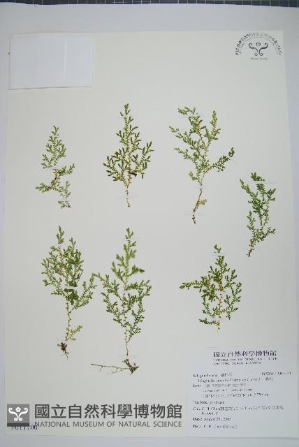 玉山卷柏藏品圖，第1張