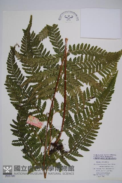 Accession Number:P005700 Collection Image, Figure 1, Total 5 Figures