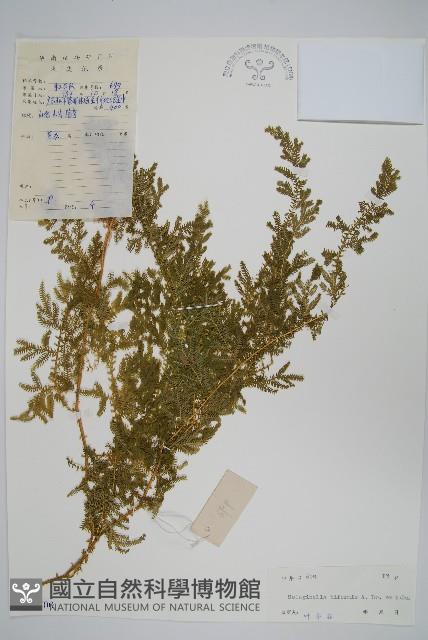 二形卷柏藏品圖，第1張