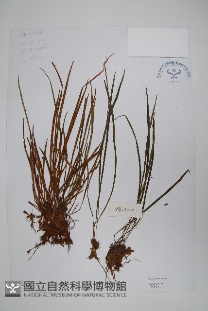 登錄號:P003700藏品圖，第1張