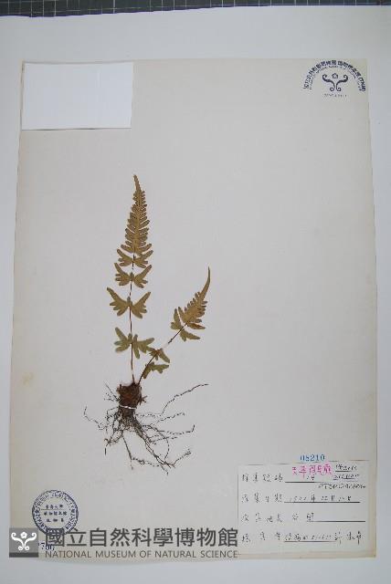 天草鳳尾蕨藏品圖，第1張