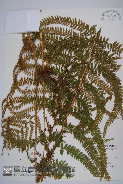 粗毛鱗蓋蕨藏品圖，第1張