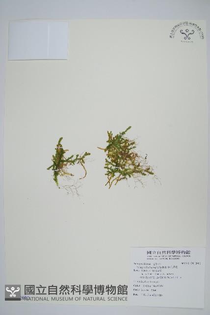 日本卷柏藏品圖，第1張