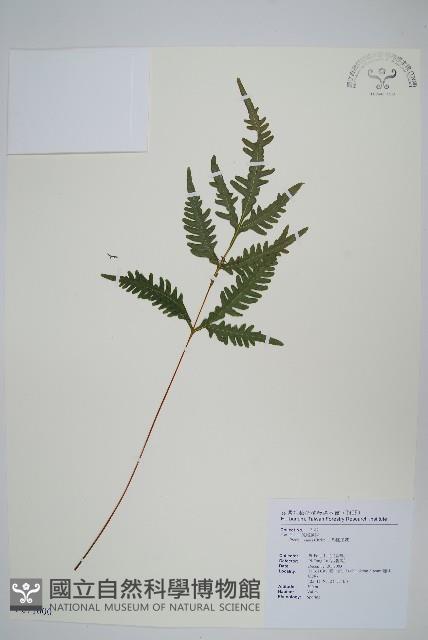 二形鳳尾蕨藏品圖，第1張