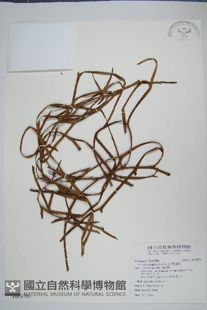 垂枝松葉蕨藏品圖，第1張