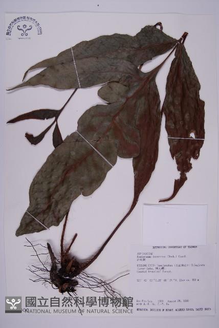 沙皮蕨藏品圖，第1張