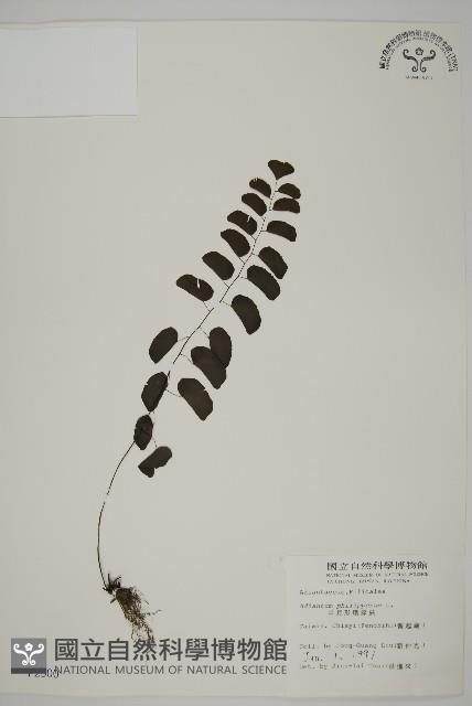 半月形鐵線蕨藏品圖，第1張