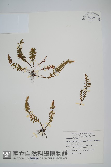 密毛蒿蕨藏品圖，第1張