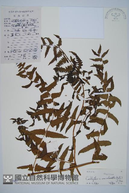 菜蕨藏品圖，第1張