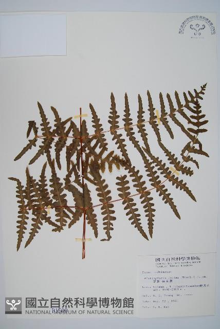 栗蕨藏品圖，第1張