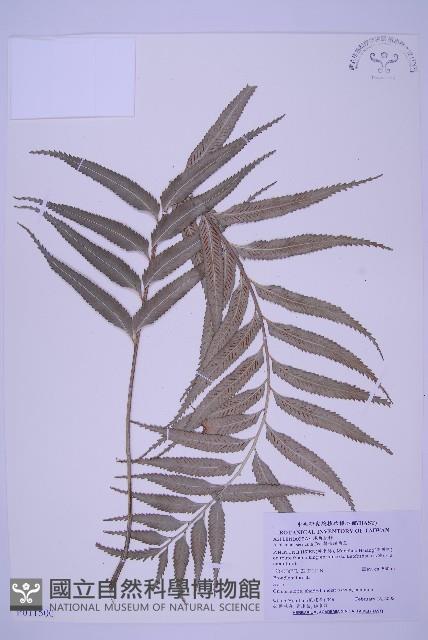 蘭嶼鐵角蕨藏品圖，第1張