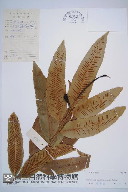 厚葉雙蓋蕨藏品圖，第1張