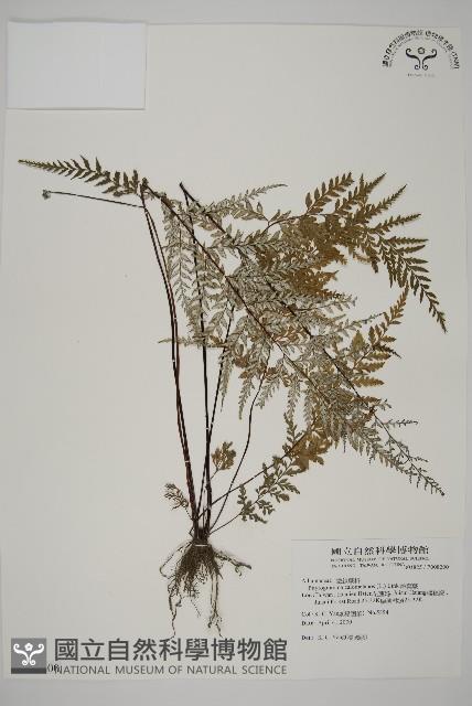 粉葉蕨藏品圖，第1張