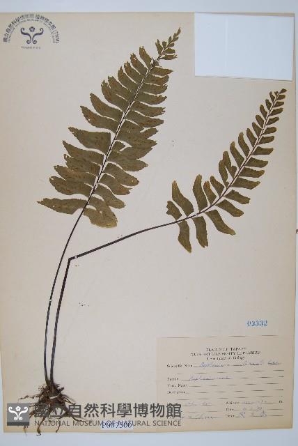 單邊鐵角蕨藏品圖，第1張