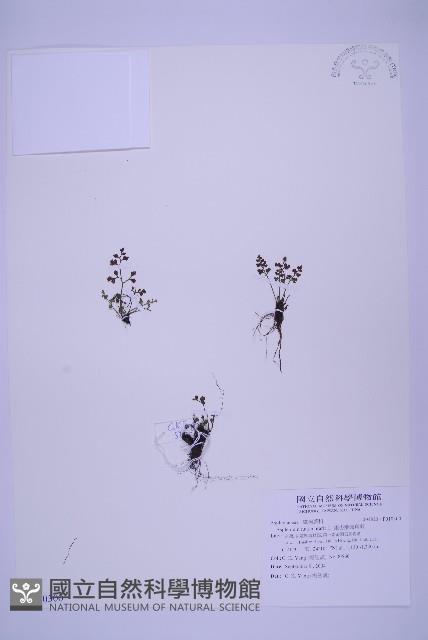 銀杏葉鐵角蕨藏品圖，第1張