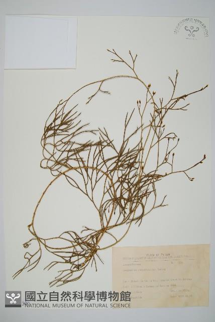 木賊葉石松藏品圖，第1張