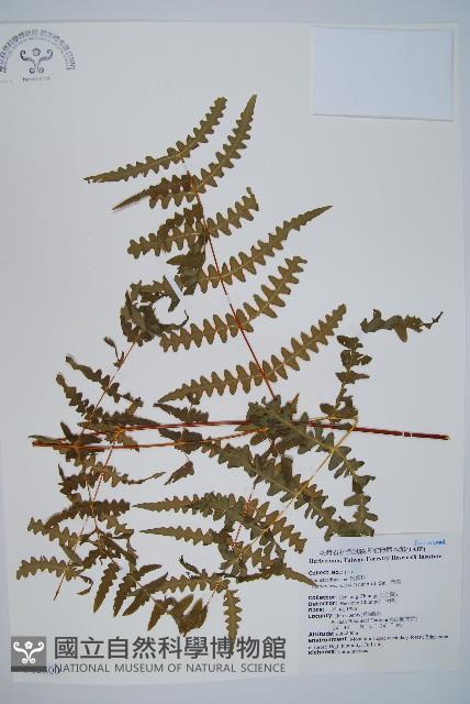 栗蕨藏品圖，第1張