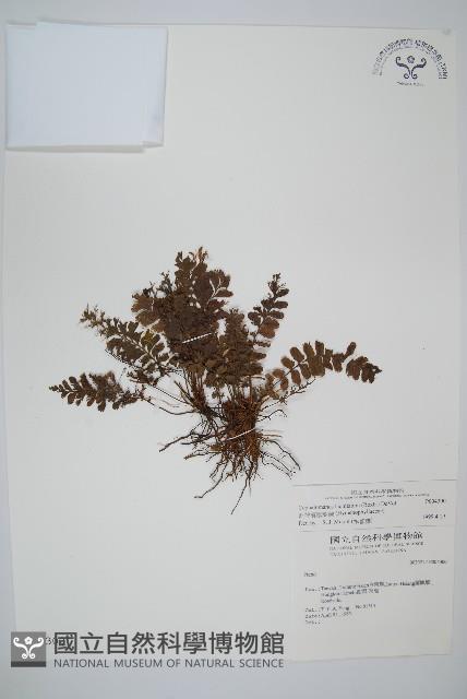 菲律賓厚葉蕨藏品圖，第1張