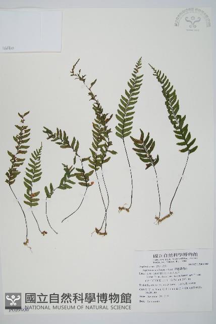 單邊鐵角蕨藏品圖，第1張