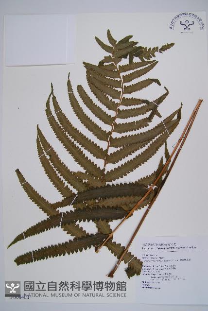 邊緣鱗蓋蕨藏品圖，第1張