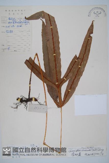 崇澍蕨藏品圖，第1張