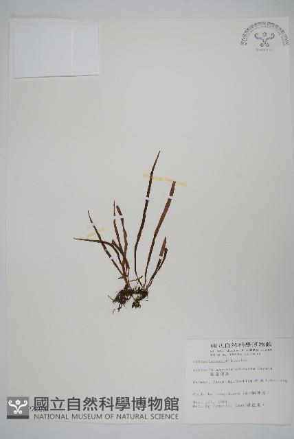 姬書帶蕨藏品圖，第1張