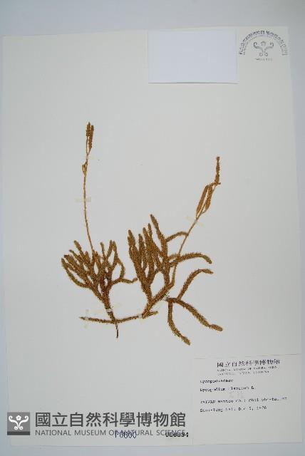 石松藏品圖，第1張