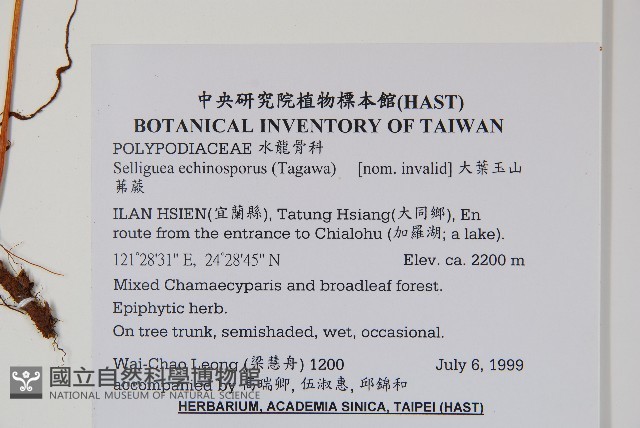 大葉玉山茀蕨藏品圖，第1張