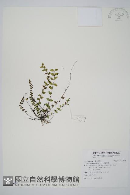 鐵角蕨藏品圖，第1張