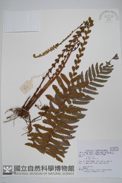 Accession Number:P005600 Collection Image, Figure 1, Total 2 Figures