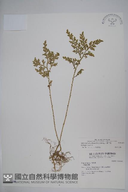 異葉卷柏藏品圖，第1張