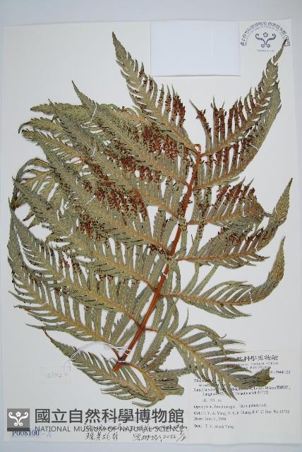 東方狗脊蕨藏品圖，第1張