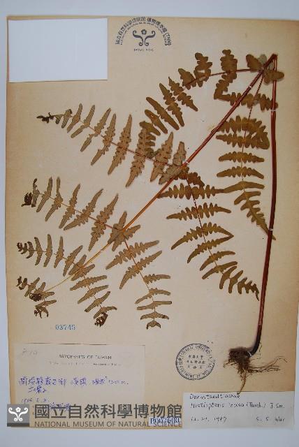 栗蕨藏品圖，第1張