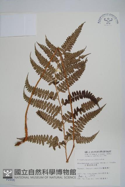 斜方複葉耳蕨藏品圖，第1張
