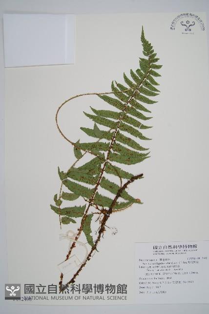 鞭葉耳蕨藏品圖，第1張