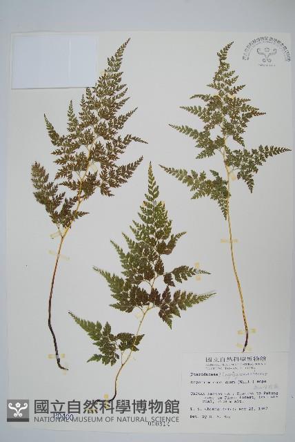 高山金粉蕨藏品圖，第1張