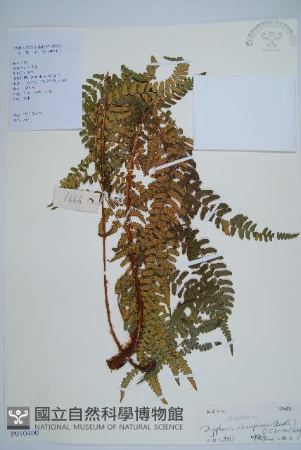 闊鱗鱗毛蕨藏品圖，第1張