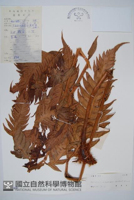 生芽狗脊蕨、頂芽狗脊蕨藏品圖，第1張