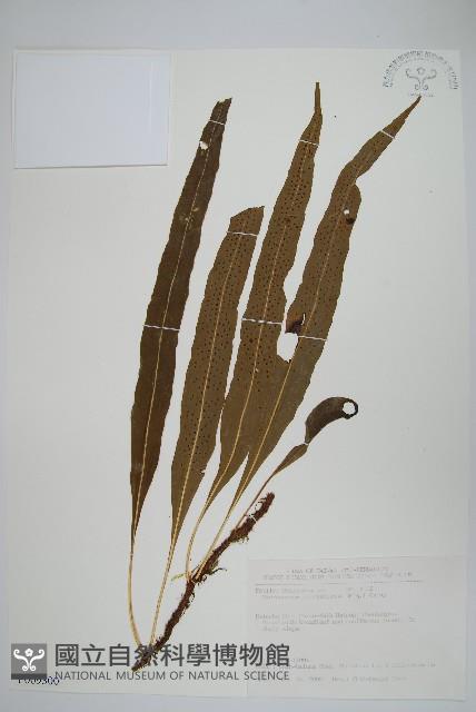 波氏星蕨藏品圖，第1張