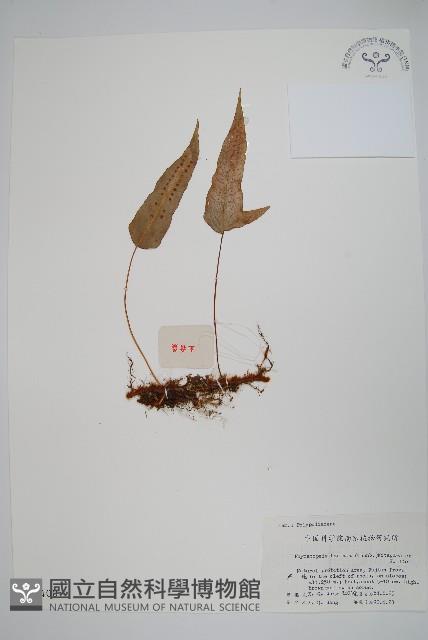 金雞腳藏品圖，第1張