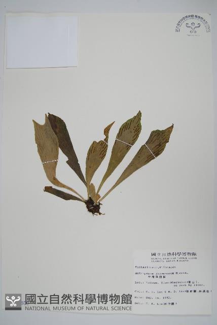 臺灣車前蕨藏品圖，第1張