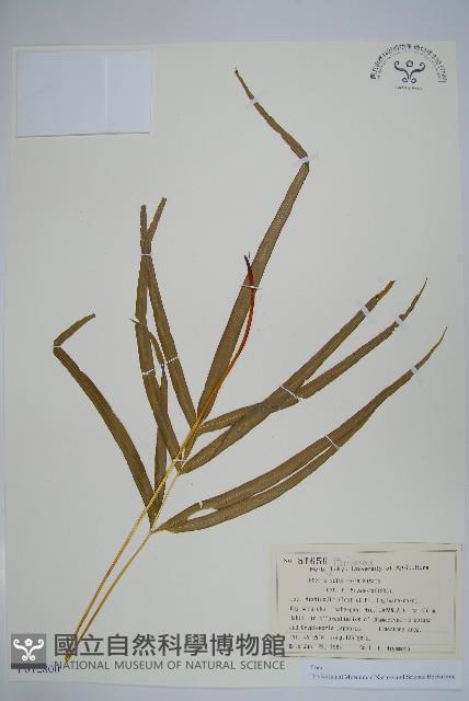 登錄號:P012800藏品圖，第1張