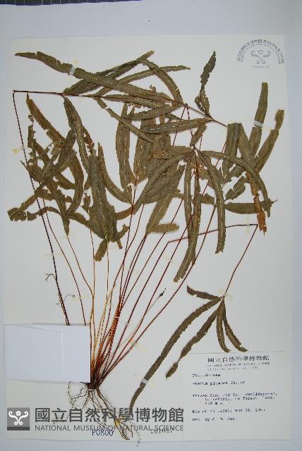 廣東鳳尾蕨、栗柄鳳尾蕨藏品圖，第1張